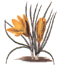 crocus.gif (16867 byte)